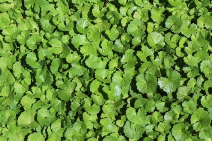 Šta je gotu kola (Centella Asiatica) i kako se koristi?